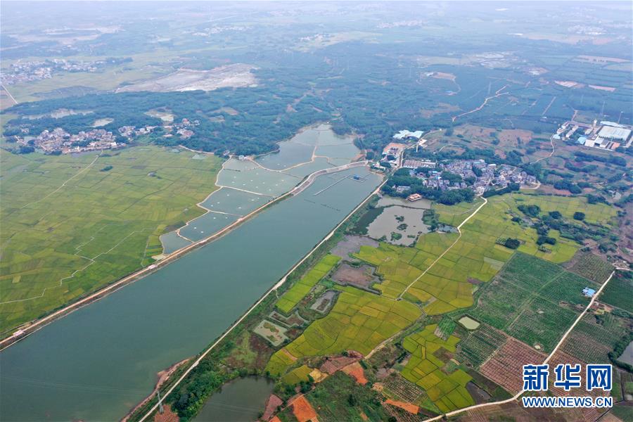 近日,广西宾阳县古辣镇境内的田园秋色宜人,风景如画.